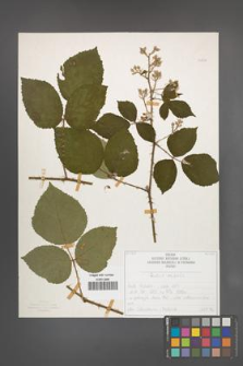 Rubus radula [KOR 50836]