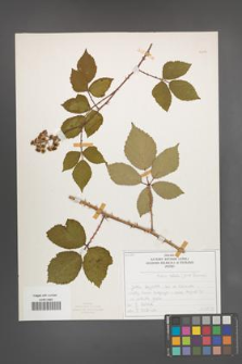 Rubus radula [KOR 50834]
