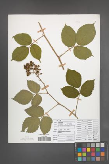 Rubus radula [KOR 50832]