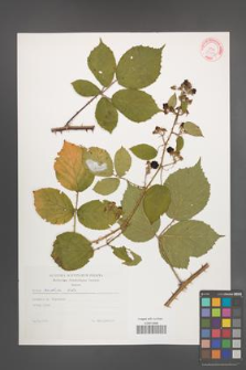 Rubus radula [KOR 29292]
