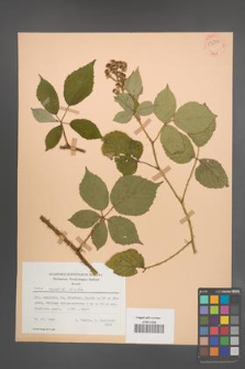 Rubus radula [KOR 54339]