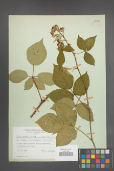 Rubus radula [KOR 54341]
