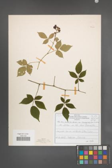 Rubus radula [KOR 51020]