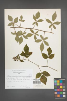 Rubus radula [KOR 51022]