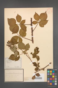 Rubus radula [KOR 18545]