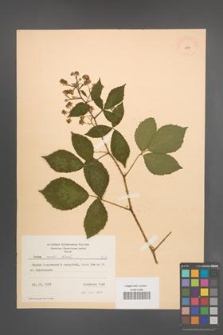 Rubus rudis [KOR 8734]