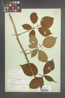 Rubus rudis [KOR 10973]
