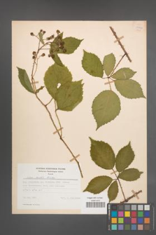 Rubus rudis [KOR 22966]