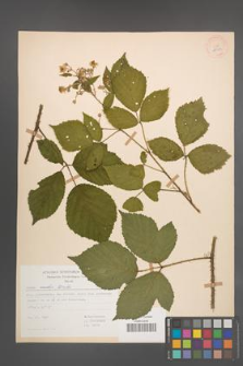 Rubus rudis [KOR 28023]