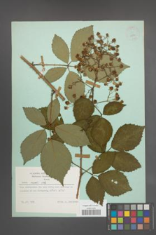 Rubus rudis [KOR 23879]