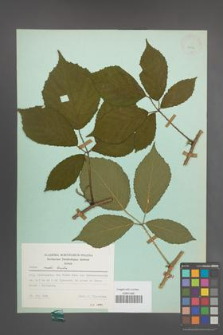 Rubus rudis [KOR 23732]