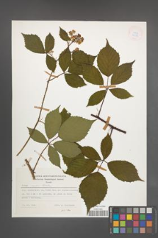 Rubus rudis [KOR 24373]