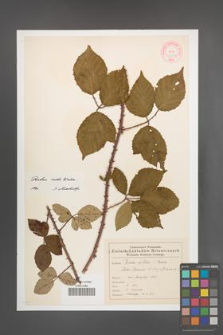Rubus rudis [KOR 46557]