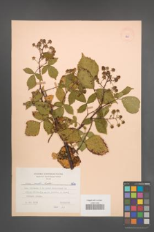Rubus rudis [KOR 6820]