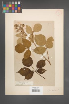 Rubus rudis [KOR 18548]