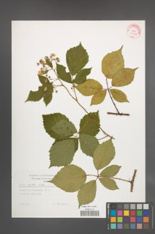 Rubus rudis [KOR 29266]