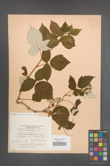 Rubus sachalinensis [KOR 23394]