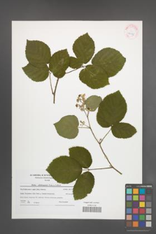 Rubus salisburgensis [KOR 42195]