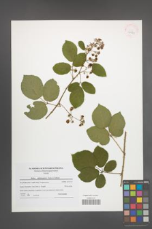 Rubus salisburgensis [KOR 41571]