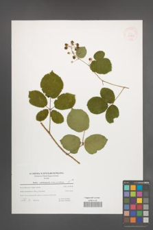 Rubus salisburgensis [KOR 39767]
