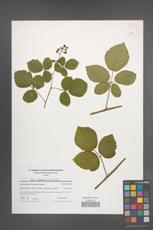 Rubus salisburgensis [KOR 41187]