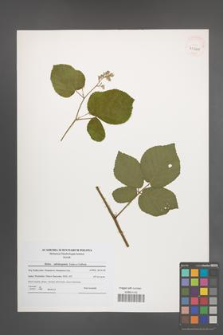 Rubus salisburgensis [KOR 41200]