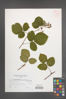 Rubus salisburgensis [KOR 38937]