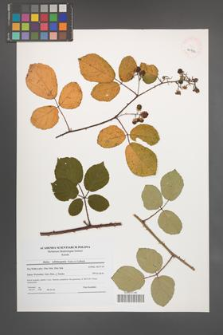 Rubus salisburgensis [KOR 40932]