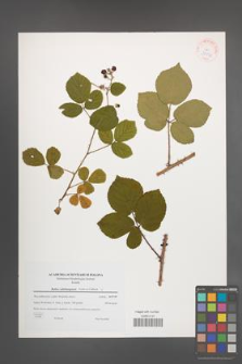 Rubus salisburgensis [KOR 38934]