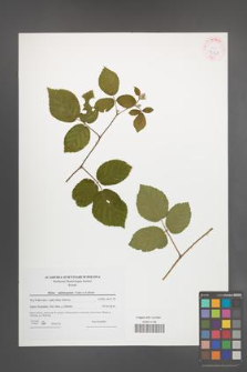 Rubus salisburgensis [KOR 42328]
