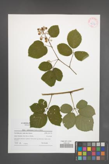 Rubus salisburgensis [KOR 42199]