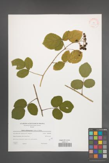 Rubus salisburgensis [KOR 38772]