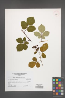Rubus salisburgensis [KOR 40760]