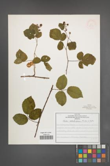 Rubus salisburgensis [KOR 52102]
