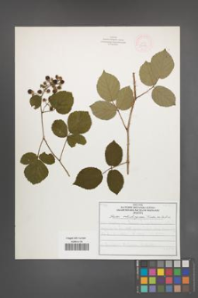 Rubus salisburgensis [KOR 52090]