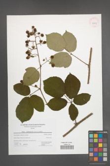 Rubus salisburgensis [KOR 42805]