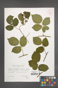 Rubus salisburgensis [KOR 39307]
