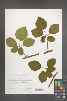 Rubus salisburgensis [KOR 39943]