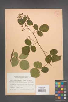 Rubus salisburgensis [KOR 22844]