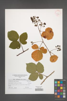 Rubus salisburgensis [KOR 41049]
