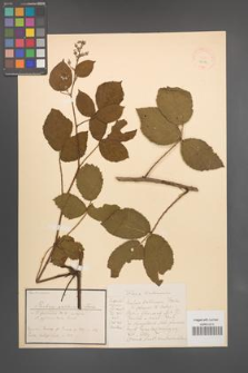 Rubus saltuum [KOR 18546]