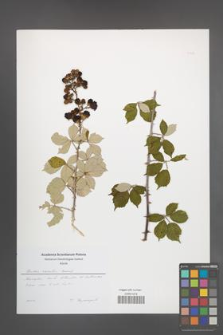 Rubus sanctus [KOR 51199]