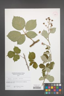 Rubus sanctus [KOR 53831]