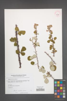 Rubus sanctus [KOR 45748]