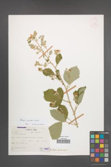 Rubus sanctus [KOR 31676]