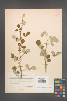 Rubus sanctus [KOR 27097]