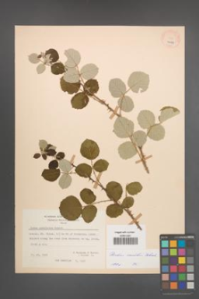 Rubus sanctus [KOR 27087]