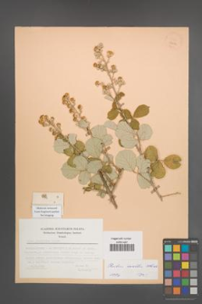 Rubus sanctus [KOR 23656]