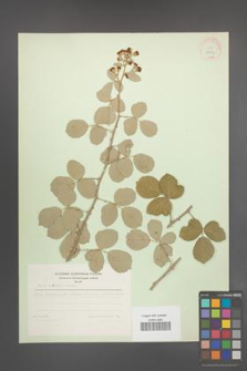 Rubus sanctus [KOR 18563]