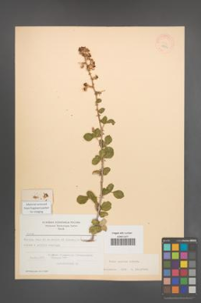 Rubus sanctus [KOR 18556]